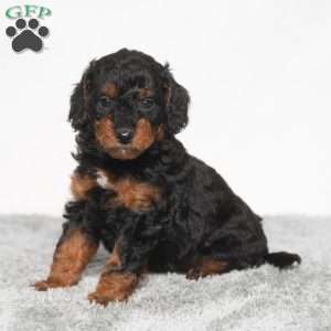 Misty, Cavapoo Puppy